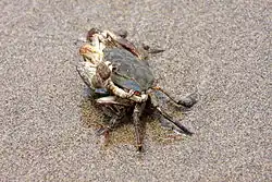 Спаривание