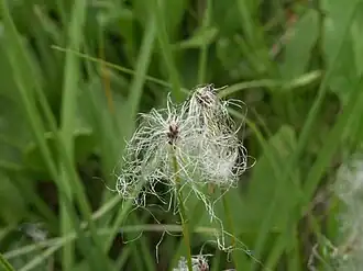 Пухонос альпийский — типовой вид рода Пухонос