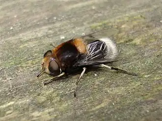 Обыкновенная шмелевидка (Eristalis intricarius)