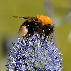 Bombus hypnorum