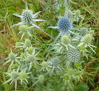 Синеголовник плосколистный  (Eryngium planum)