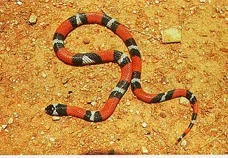 Эскулапова псевдокоралловая змея