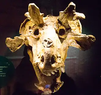 Череп Estemmenosuchus mirabilis