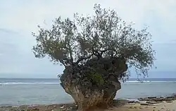 Уфила-бич, западное побережье