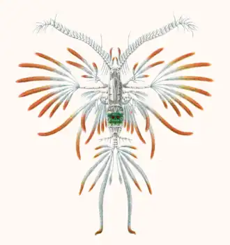 Euaugaptilus filigerus, самец