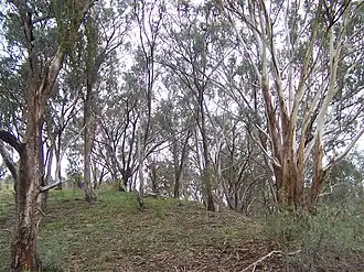 Общий вид растения.