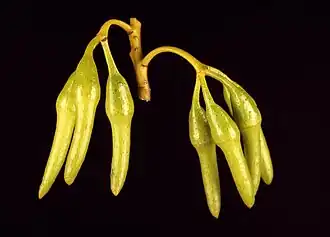 Цветочные бутоны