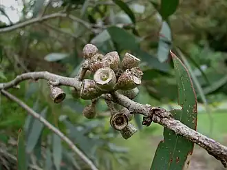 Плоды E. walshii в Королевских ботанических садах Виктории
