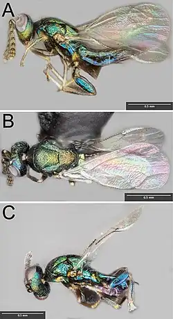 Самки (A и B) и самец (C)