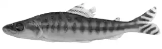 Eugnathichthys virgatus
