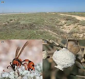 24. Место обитания (Крым); 25. Самка, питающаяся на Teucrium capitatum; 26. Гнездо на Crambe maritima