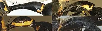Ectopioglossa (a), Nortozumia pulchella (a’), Coeleumenes (aa), Pseudozumia indica (aa’)