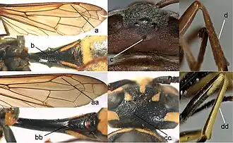 Снизу — Pseumenes depressus (aa–dd)