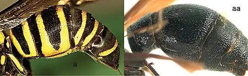 Lissodynerus (a), Orancistrocerus (aa).