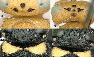 Пронотум (a, aa), голова (b, bb). Chlorodynerus diglaensis (a-b). Euodynerus (aa-bb).