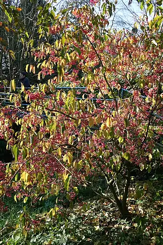 Euonymus hamiltonianus 'Winter Glory'