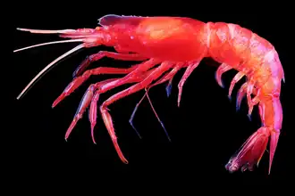 Eupasiphae latirostris