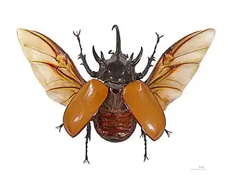 Самец Eupatorus gracilicornis