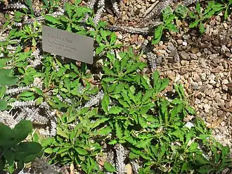 Общий вид растения, Кливлендский Ботанический сад, Кливленд, Огайо, США