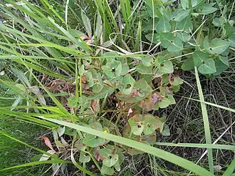 Молочай Фишера с покрасневшими листьями