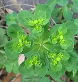 Плеохазий у молочая-солнцегляда (Euphorbia helioscopia)