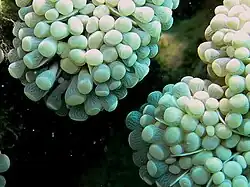 Euphyllia cristata