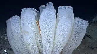 Омар прячется среди Корзинок Венеры