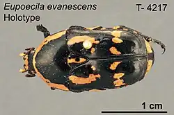 Eupoecila evanescens