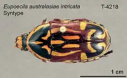 Eupoecila intricata