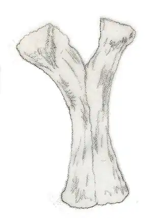 Седалищные кости Euskelosaurus africanus