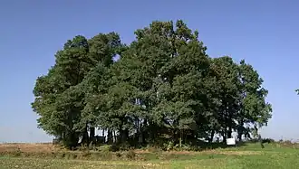 Общий вид кладбища