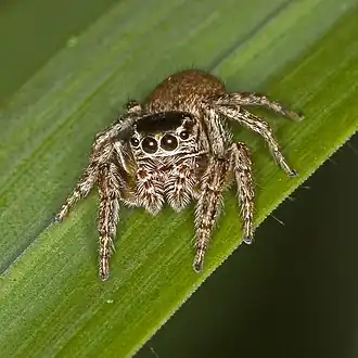 Самка Evarcha falcata