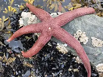 Живая особь Evasterias echinosoma. Западные Алеутские острова, Аляска, США.