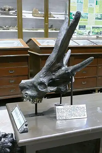 Череп в Индийском музее, Калькутта (Индия)