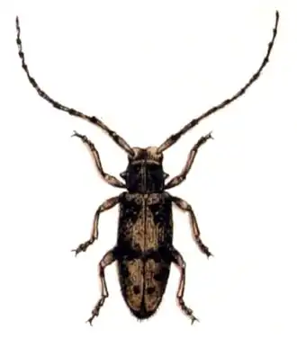 Exocentrus lusitanus