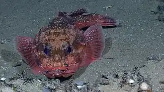 Trachyscorpia cristulata