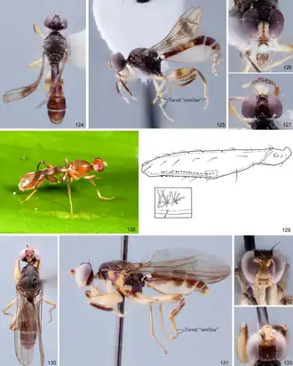 Syringogaster atricalyx
