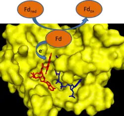 Cartoon depicting ferredoxin transferring an electron to FNR.