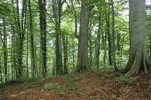 Буковый лес в Грузии