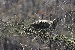 Самка на дереве