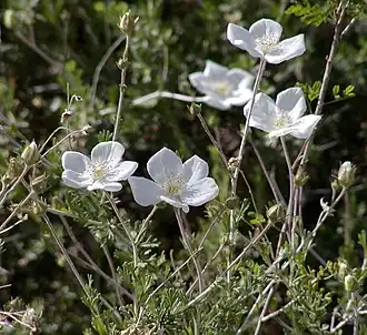 Цветки растения