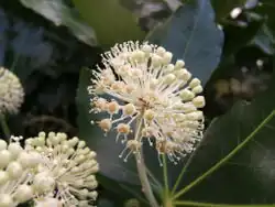 Фатсия японская (Fatsia japonica)