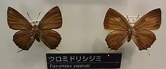 Favonius yuasai