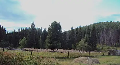 Вид на лесной массив в Федино