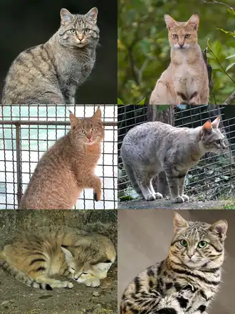1-й ряд: лесной кот, камышовый кот;
2-й ряд: китайская кошка, степной кот;
3-й ряд: барханный кот, черноногая кошка