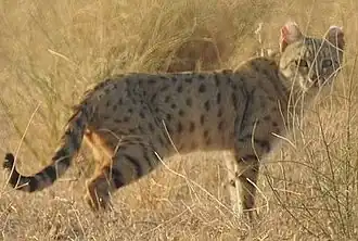 Felis silvestris ornata