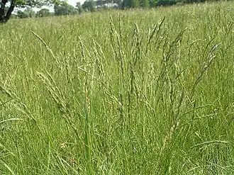 Овсяница каменистая. Общий вид растения