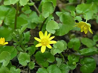Ranunculus ficaria