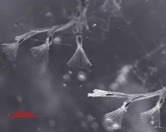 Колония Фредерицеллы венценосной