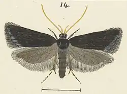 Lecithocera micromela